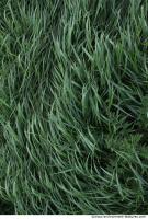 Grass Tall 0008